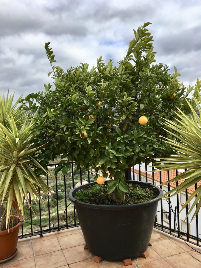 Penthouse Alora Appartement Buitenkant foto